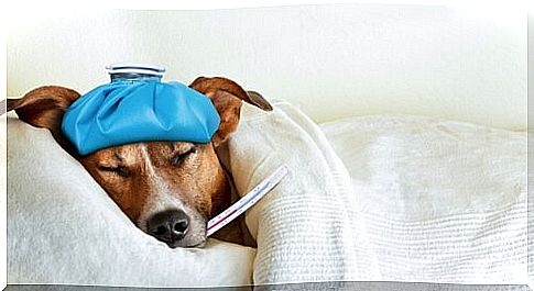 dog with fever