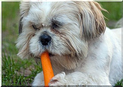 carrots for dogs