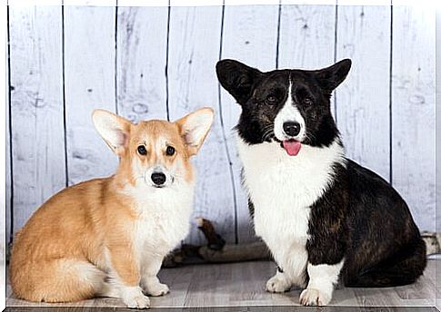 Welsh Corgi Cardigan