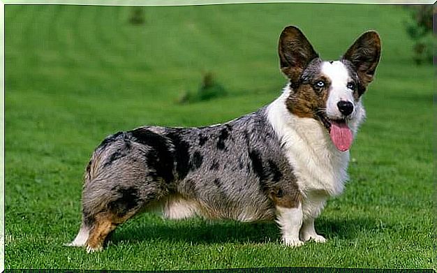 Welsh Corgi Cardigan