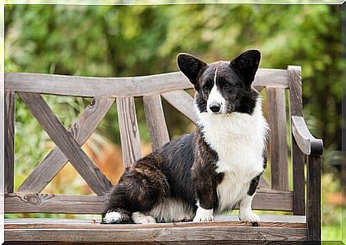 Welsh Corgi Cardigan