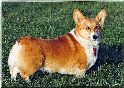 Welsh Corgi Pembroke: A Very Smart Dog