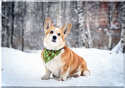 corgi in the snow