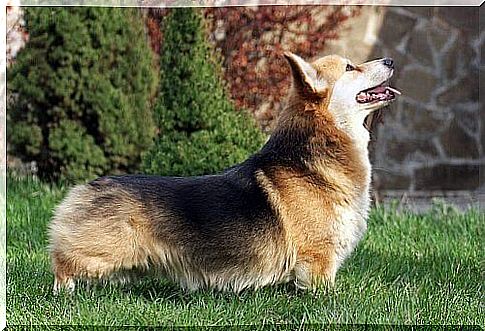 Welsh corgi pembroke, a smart dog