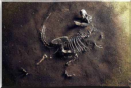 Example of mass extinction image.