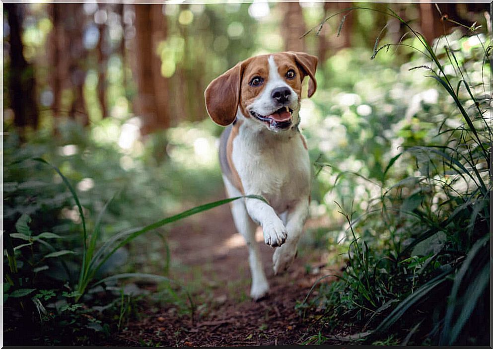 What are the most common diseases in beagles?