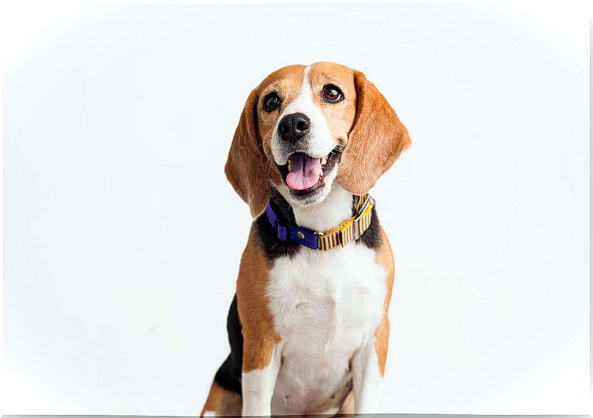 most common diseases in beagles