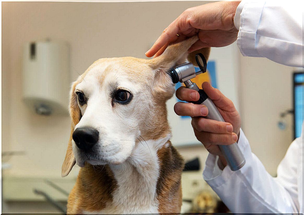 most common diseases in beagles