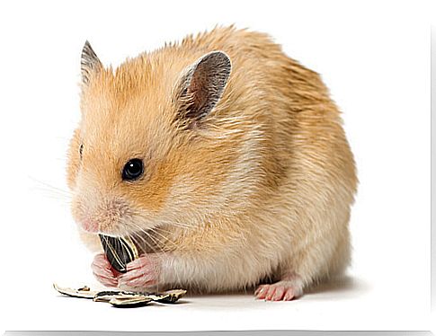 hamster eat