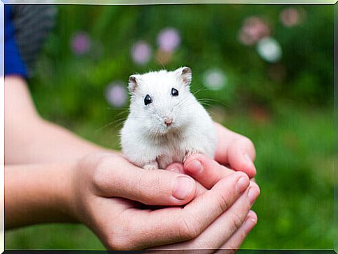 Hamsters eat insects when they are wild