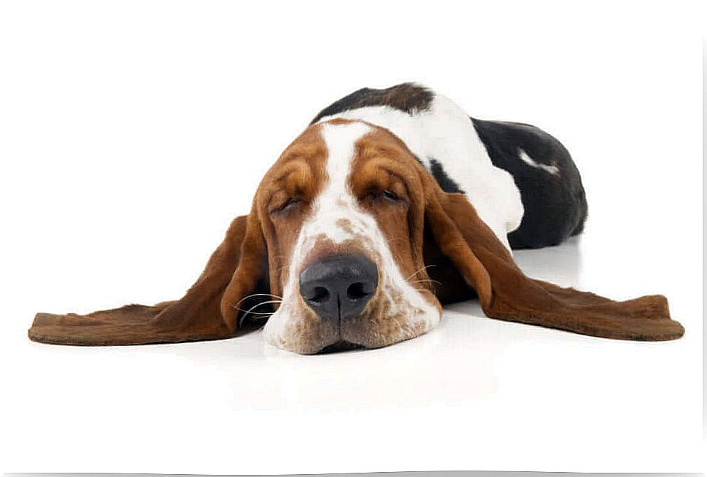 What is canine narcolepsy?