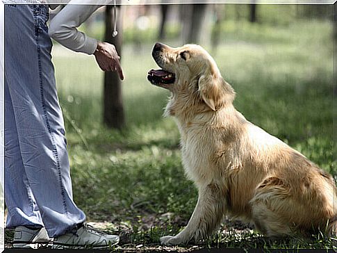 educating dog