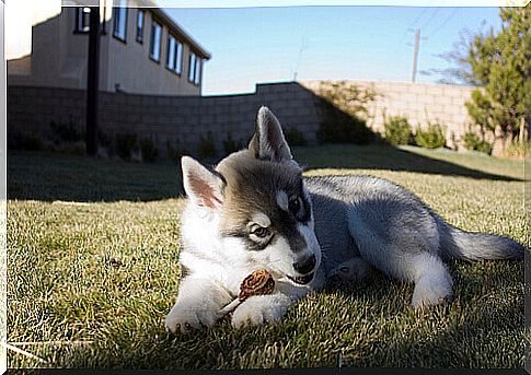 puppy eating