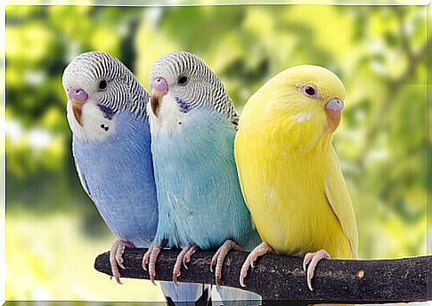 What should be the care of a parakeet?