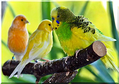 parakeets on a branch