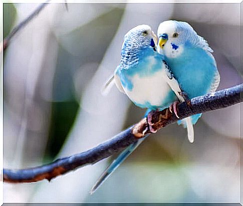 blue and white parakeets