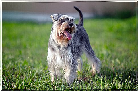 schnauzer-dog-not-allergy