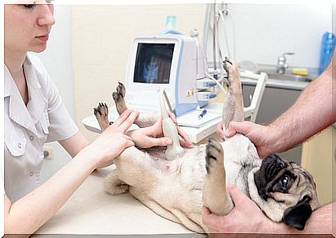 scanner in veterinary medicine