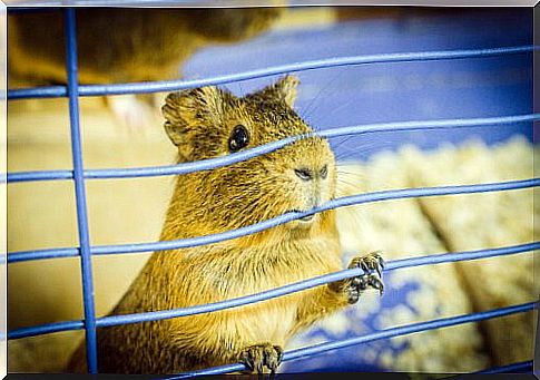 Hamster biting the cage bars: what to do?