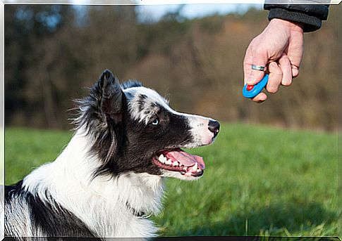 clicker training