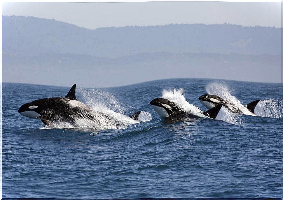 Orcas family