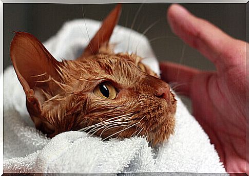 cat-likes-the-bathtime