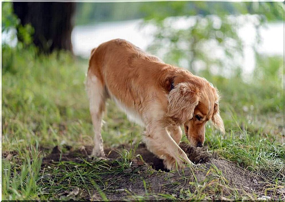 Why do dogs bury food?