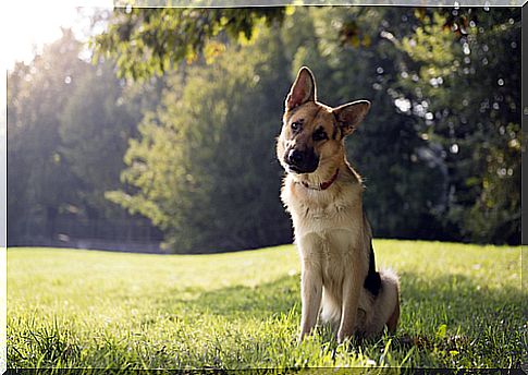 Why do dogs nod their heads when they hear a noise?