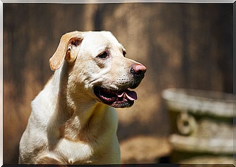 Why do dogs bow their heads?