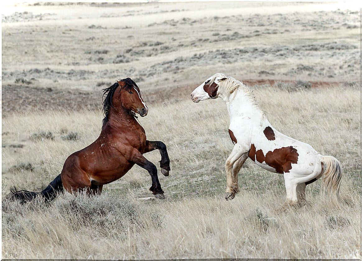 Mustang Horse Races.