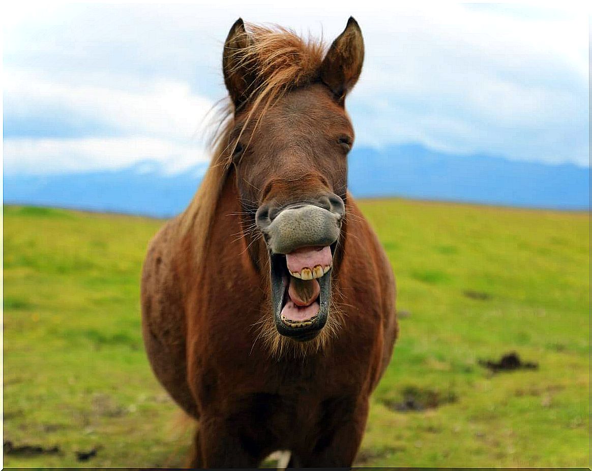 A horse neighing smiling.