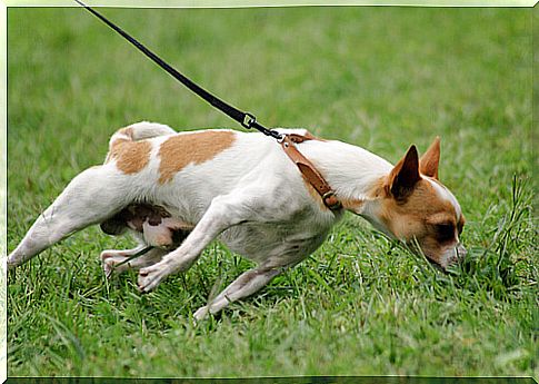 dog pulling on a leash