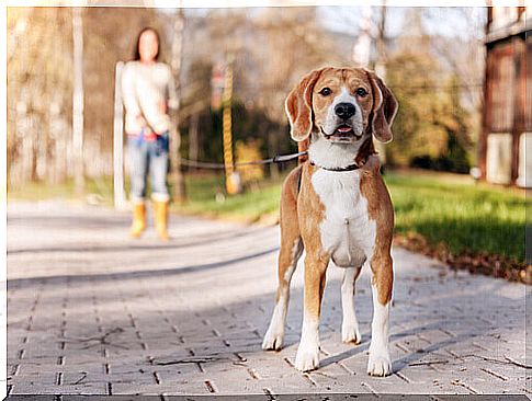 Cachorro com coleira