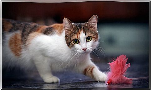 cat playing with feather toy