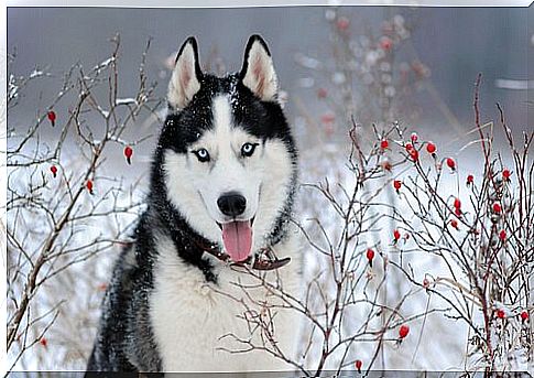 Why does the Siberian husky have blue eyes?