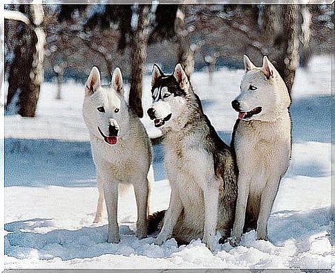 Siberian husky dogs in the snow