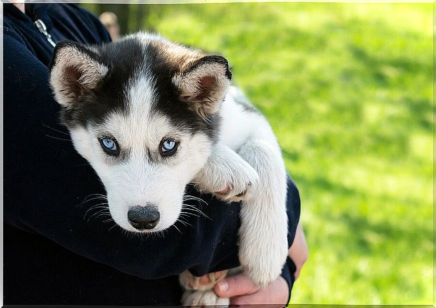 Siberian husky puppy in lap