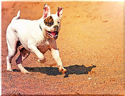 american bulldog-running