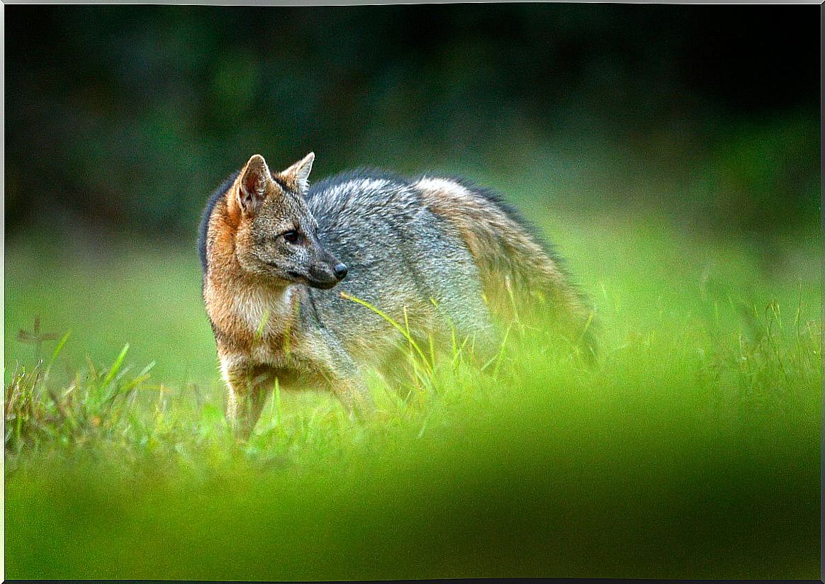 A crab-eating fox among the vegetation.