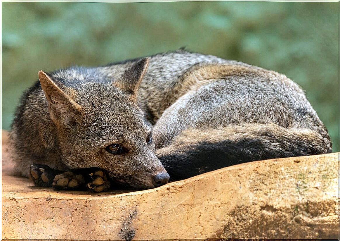 A crab fox resting.