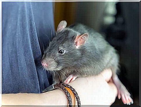 Would you have a rat as a pet?