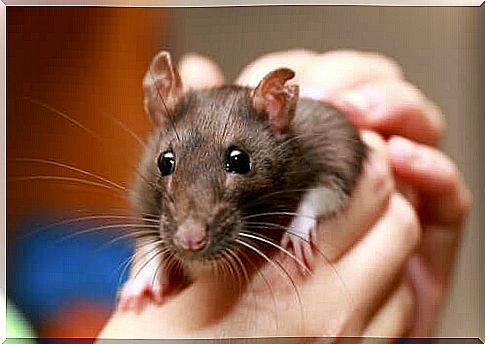 rat as a pet